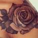 Tattoos - Black and Gray Rose Tattoo - 77161
